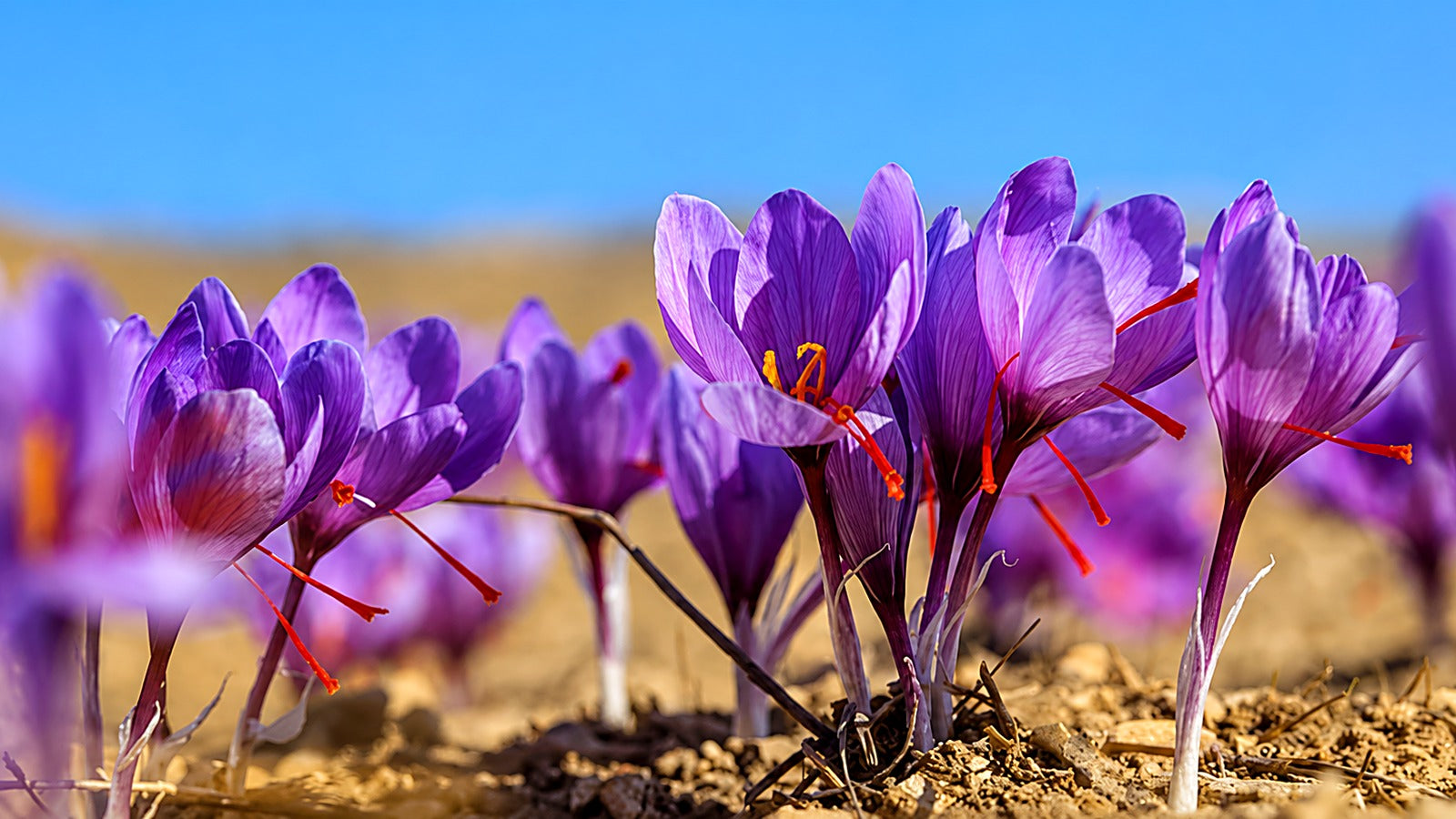 Herawi Saffron — La première récolte